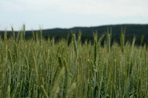 Laukas, Spiglys, Grūdai, Žemdirbystė, Gamta, Grūdai, Kukurūzų Laukas, Frisch, Ariamasis