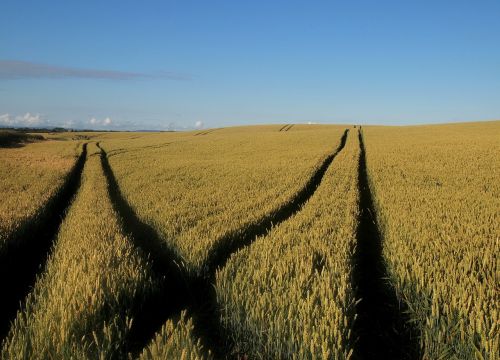 Laukas, Kvieciai, Rugių Laukas, Žemdirbystė, Gamta, Vasara, Kaimas, Geltona, Ūkis, Javai, Derlius, Pasėlių, Kaimas, Žemės Ūkio, Aplinka, Kultivuoti, Ūkininkavimas, Vaizdingas, Sezonas