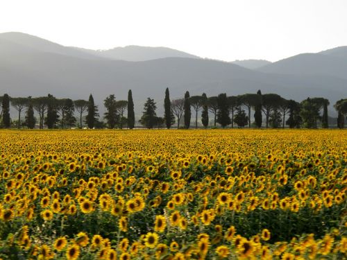 Laukas, Saulėgrąžos, Saulėlydis, Italy