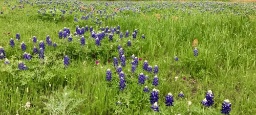 Bluebonnets,  Laukinės Vasaros Spalvos,  Gėlė,  Texas,  Mėlynos Spalvos Laukas