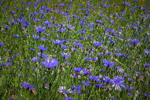 Laukas Cornflowers,  Pavasaris,  Pobūdį,  Pieva