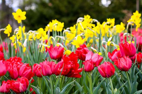Gėlių Sritis, Tulpės, Raudona, Tulpių Laukas, Tulpenbluete, Pavasaris, Pavasario Gėlė, Gamta, Flora, Geltona, Gėlės, Osterglocken, Geltonos Gėlės, Raudonos Gėlės