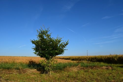 Laukai, Žemdirbystė, Gamta, Grūdai, Kraštovaizdis, Vasara, Horizontas, Dangus, Mėlynas, Mėlynas Dangus, Saulėlydis, Aušra