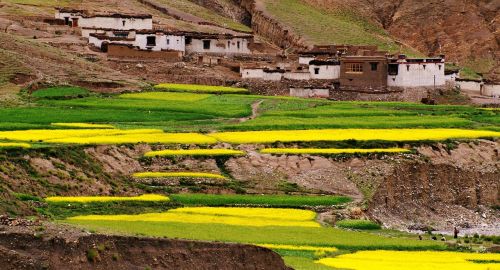 Laukai, Kultūra, Tibetas
