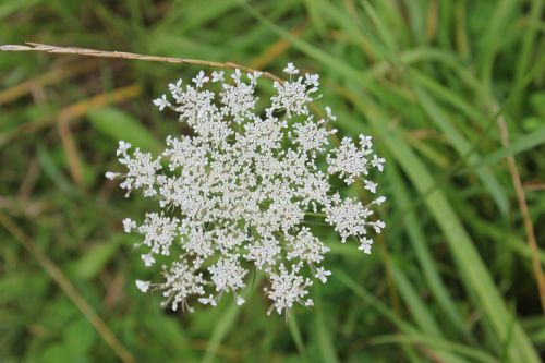 Laukai, Laukinės Gėlės, Flora, Pieva, Balta, Wildflower, Natūralus, Gamta, Laukiniai, Vasara, Kaimas, Aplinka, Kaimas, Augalas, Piktžolių, Šalis, Lauke