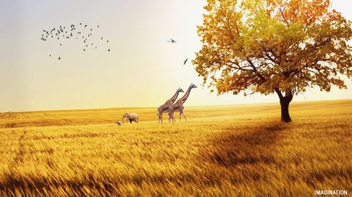 Laukai, Žirafa, Dramblys, Paukštis, Gamta, Afrikos, Gyvūnas, Šiluma, Laukinė Gamta, Laimingas, Dizainas, Safari, Laukiniai