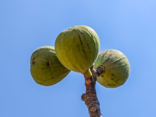 Fig., Vaisiai, Medis, Augalas, Vasara, Gamta, Maistas, Šviežias, Ekologiškas, Sveikas, Flora, Kipras