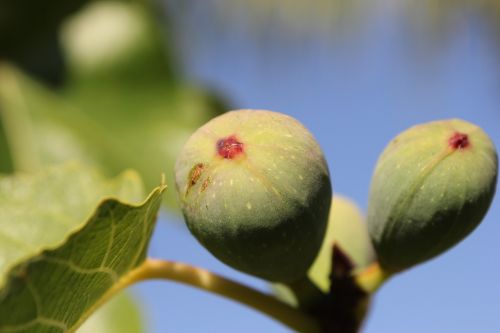 Fig., Medis, Žalias, Vaisiai, Gamta, Maistas, Lapai, Žemdirbystė, Šviežias, Filialas, Saldus, Sveikas, Augalas, Natūralus, Ekologiškas, Prinokę, Atogrąžų, Vasara, Sodas, Ingredientas, Mityba, Uždaryti, Mityba, Alimentas, Vitaminas, Spalva, Desertas, Sultingas, Violetinė, Augti, Viduržemio Jūros, Kabantis, Lapai, Žaliavinis, Lauke, Makro