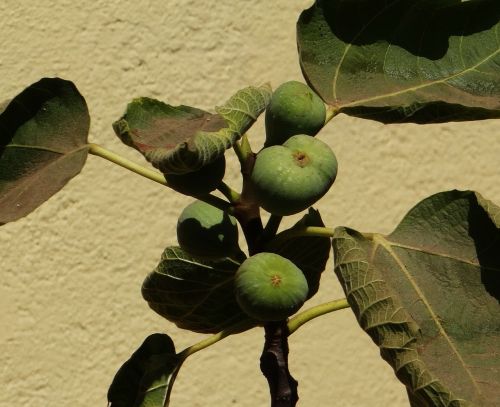 Fig., Ficus Carica, Anjeer, Žaliavinis, Augalas, Lapai, Karnataka, Indija