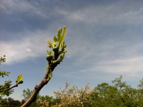 Figmedis, Žemdirbystė, Vaisiai, Maistas, Augalas, Žalias, Filialas, Lapai, Ekologiškas, Prinokę, Sodas, Augti, Mityba, Ūkis, Sezonas, Botanika, Ingredientas, Valgomieji, Auginimas, Pagaminti, Skonio, Kultivuoti, Lauke, Budas, Pasėlių, Žydėti, Stiebas, Kaimas, Lapija