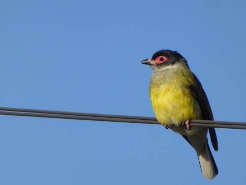 Figbird, Paukštis, Viela, Oriole, Sphecotheres, Geltona, Australia