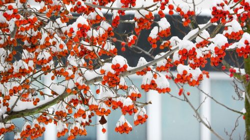 Gerai, Uogos, Raudonos Uogos, Snieguotas, Vaisiai, Pyracantha