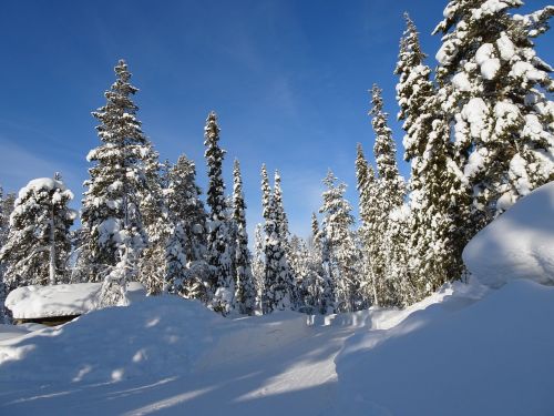 Finland, Žiema, Žiemą, Laplandas, Šaltas, Sniegas, Snieguotas, Kraštovaizdis, Žiemos Nuotaika