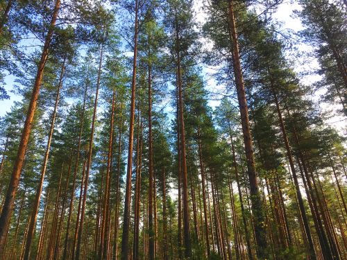 Finland, Miškas, Gamta