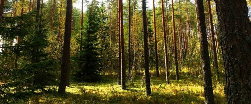 Finland, Miškas, Gamta