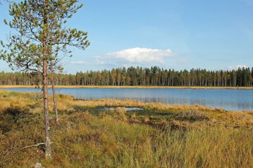 Finland, Ežeras, Vanduo, Miškas, Medžiai, Kraštovaizdis, Vaizdingas, Šalis, Gamta, Lauke