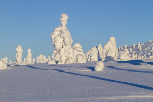 Finland, Laplandas, Žiemą, Žiemos Medis