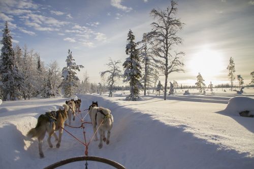 Finland, Laplandas, Žiemą, Husky, Sniegas, Snieguotas, Šuo, Sniego Šuo, Huskies