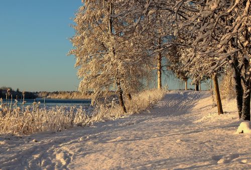 Finland, Kraštovaizdis, Vaizdingas, Žiema, Sniegas, Ledas, Medžiai, Kelias, Takas, Gamta, Lauke