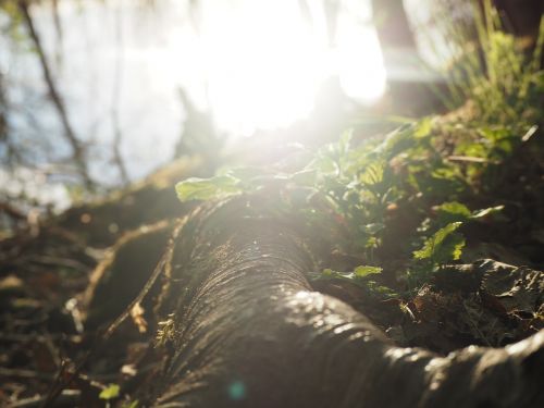 Finland, Suomių, Gamta, Lauke, Vanduo, Samanos, Žalias, Miškas, Medis, Srautas, Aplinka, Mediena, Lapai, Šlapias, Vasara, Augalas, Finnish Nature