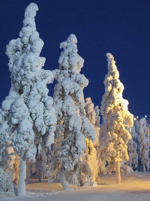 Suomių, Žiema, Sniegas, Šaltis, Gamta, Snieguotas, Kraštovaizdis, Žiemos Peizažas, Mediena, Spygliuočiai, Miškas