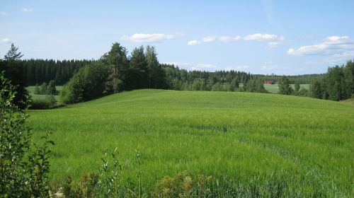 Suomių, Vasara, Laukas, Kukurūzų Laukas, Žalias, Mėlynas Dangus, Medžiai
