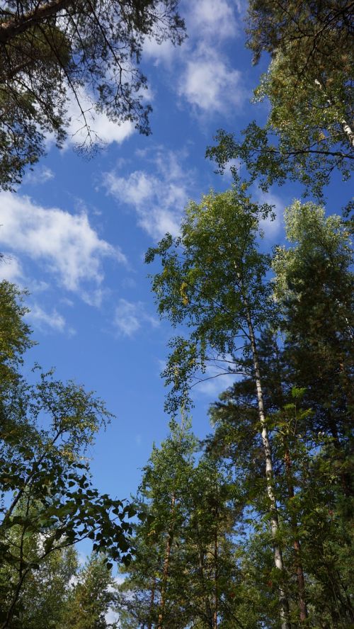 Suomių, Miškas, Gamta, Medžiai, Dangus