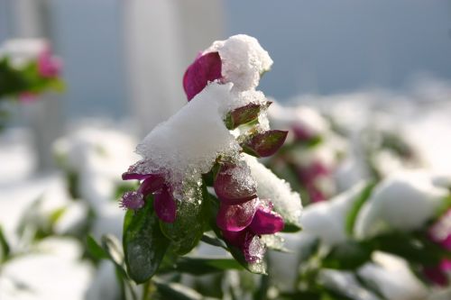 Fiore, Inverno, Neve