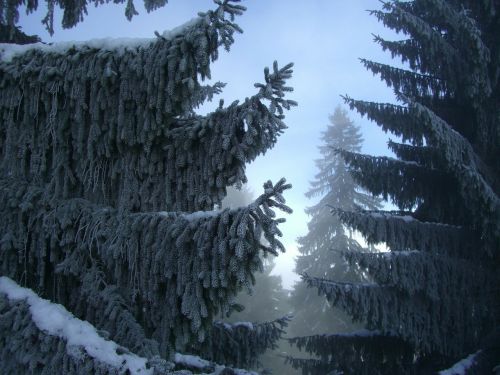 Eglė, Žiemos Miškas, Rūkas, Sniegas, Allgäu