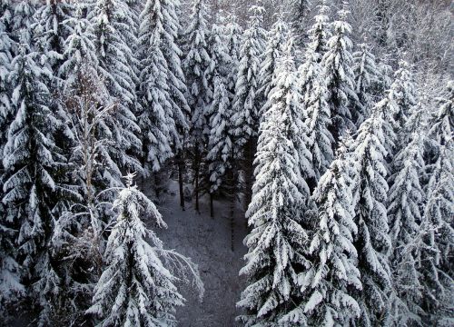 Eglė, Žiema, Sniegas, Medis, Snieguotas