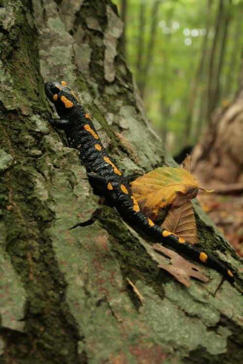 Gaisro Salamandras, Salamandras, Newt, Amfibija, Pastebėtas, Miškas, Gamta, Gamtos Apsauga