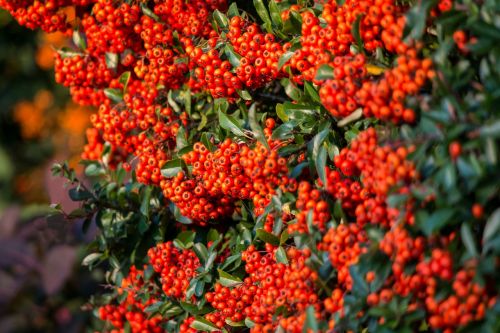 Gaisrinė, Uogos, Krūmas, Periwinkle, Dekoratyvinis Krūmas, Oranžinė, Vaisiai, Apsidraudimas, Dekoratyvinis, Smailas, Ruduo, Vasara