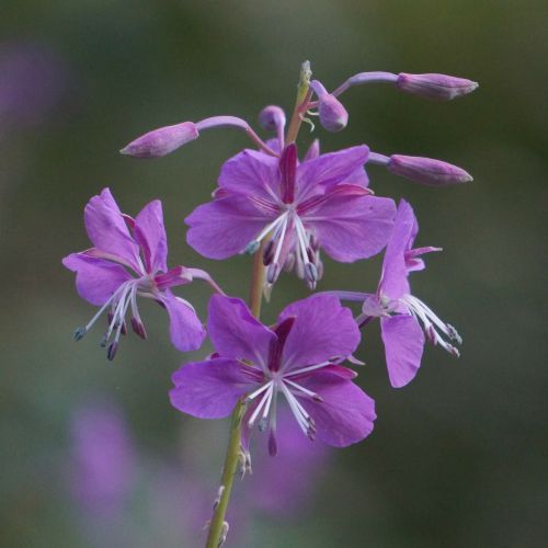 Fireweed, Chamerion Angustifolium, Natūrali Gėlė