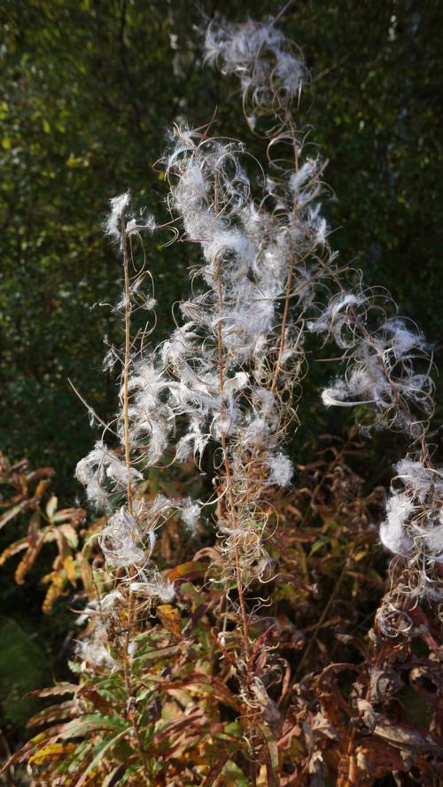 Fireweed, Chamerion Angustifolium, Sėklų Plaukai, Vilų Sėkla