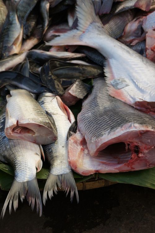 Žuvis, Turgus, Mėsa, Maistas, Valgyti, Žuvų Parduotuvė, Ūkininkų Vietos Rinka, Parduoti, Burma, Mianmaras