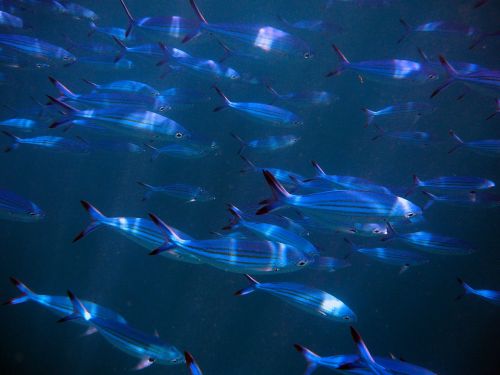 Žuvis, Swarm, Žuvis Užplūsta, Maldyvai, Kartu, Egzotiškas, Meeresbewohner, Povandeninis Pasaulis, Povandeninis