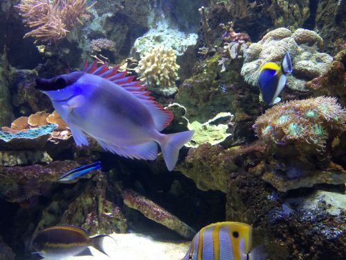 Žuvis, Akvariumas, Povandeninis Pasaulis