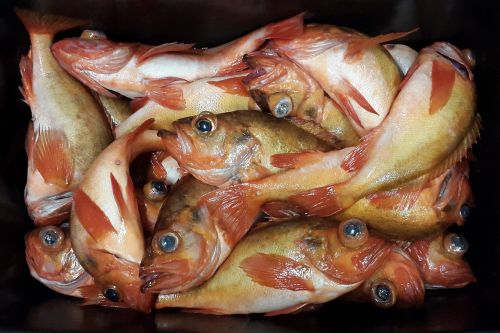 Žuvis, Raudona Žuvis, Maistas, Jūros Gėrybės, Атлантический, Žvejyba