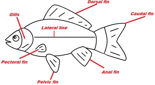 Žuvis, Pelekai, Karpis, Tropinė Žuvis, Auksinė Žuvelė, Akvariumas, Akvariumas, Biologija