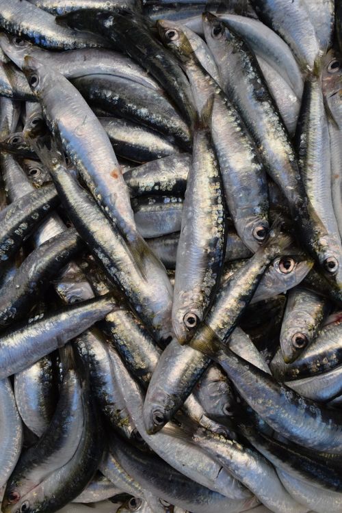 Žuvis, Sardinės, Europietiškas Sardines, Fang, Frisch, Valgyti, Maistas, Sveikas, Sidabras