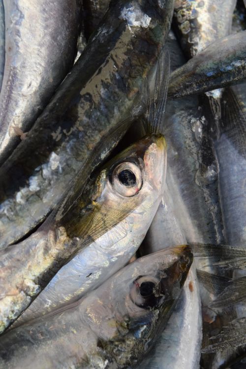 Žuvis, Sardinės, Europietiškas Sardines, Fang, Žvejyba, Frisch, Sidabras, Valgyti, Maistas, Sveikas