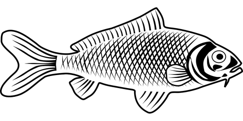 Žuvis, Gyvūnas, Biologija, Fauna, Nemokama Vektorinė Grafika