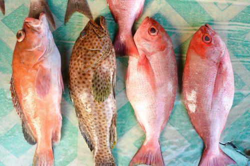 Žuvis, Indonezija, Rožinis, Tradicinis, Žvejyba, Turkis