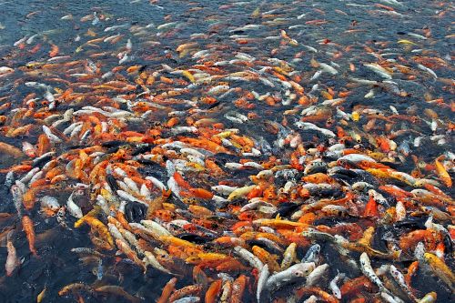 Žuvis, Daug Žuvų, Daug, Kinija, Vanduo, Oranžinė, Eng, Vietos Trūksta, Maitinti, Valgyti, Badas, Kovoti, Zoologijos Sodas