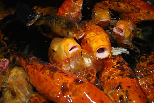 Žuvis,  Karpiai,  Vandens,  Gyvūnas,  Gyvūnai,  Akvariumas,  Oranžinė,  Oranžinės Žuvys,  Japonijos Karpių