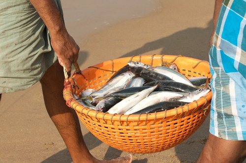 Žuvis,  Žvejai,  Indija
