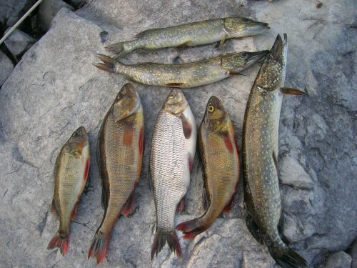 Žuvis, Žvejyba, Akmuo