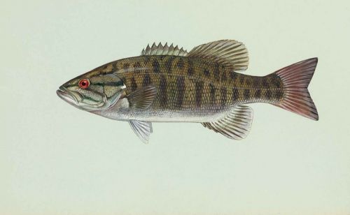 Žuvis, Smallmouth, Dolomieu, Micropterus, Bosas, Žuvys, Gyvūnai, Fauna