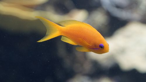 Žuvis, Oranžinė, Violetinė, Akvariumas, Mažas, Povandeninis