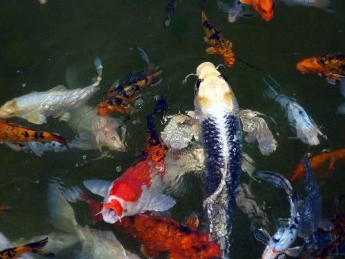 Žuvis, Gyvūnas, Žuvis Užplūsta, Vanduo, Povandeninis, Jūrų, Laukinė Gamta, Akvariumas, Vandens, Maudytis